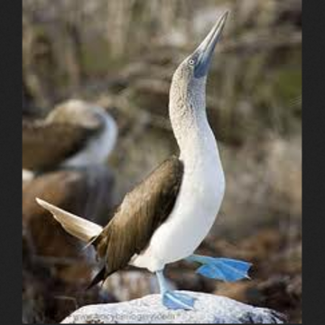 Blue-footed booby bird