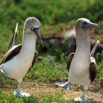 2 blue-footed booby birds